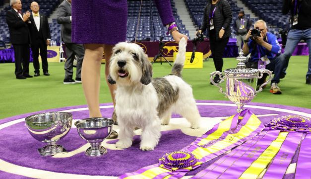 Dog Named Buddy Holly Is First Of Its Breed To Win Westminster Show