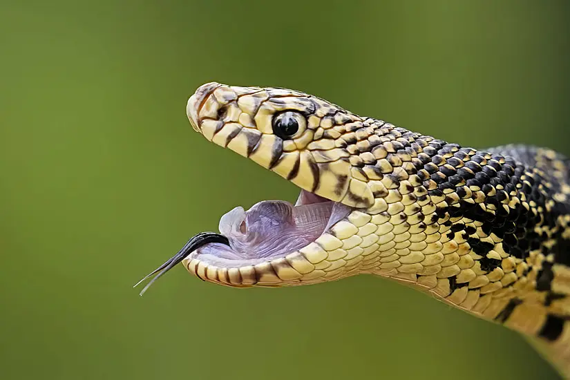 Snakes Released Into New Home In Louisiana Forest