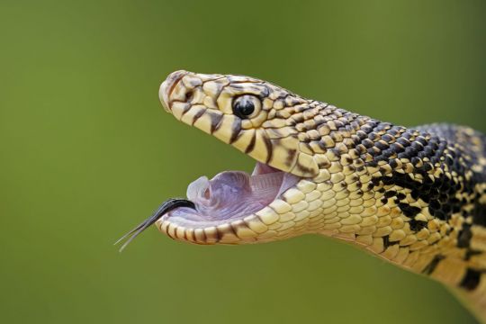 Snakes Released Into New Home In Louisiana Forest