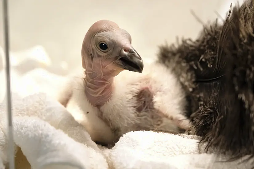 California Condors Confront Bird Flu In Flight From Extinction