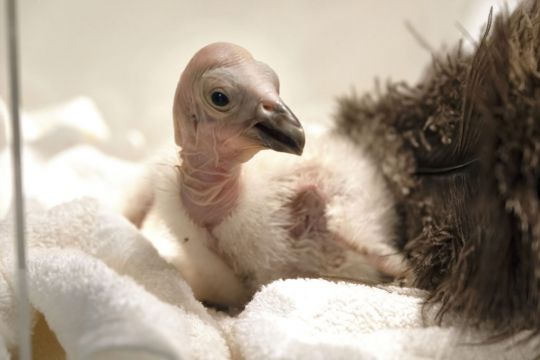 California Condors Confront Bird Flu In Flight From Extinction