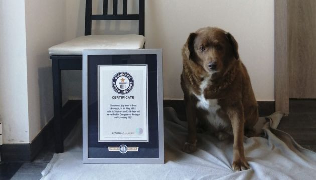 World’s Oldest Dog Celebrates 31St Birthday In Portugal