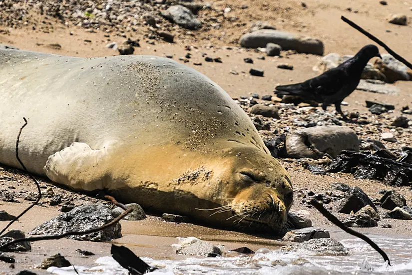 Endangered Seal Yulia Proves A Big Attraction On Tel Aviv Beach