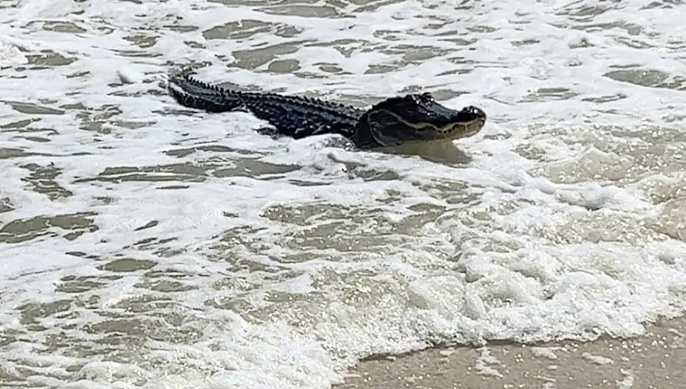 Alligator Spotted At Alabama Beach Amid The Waves