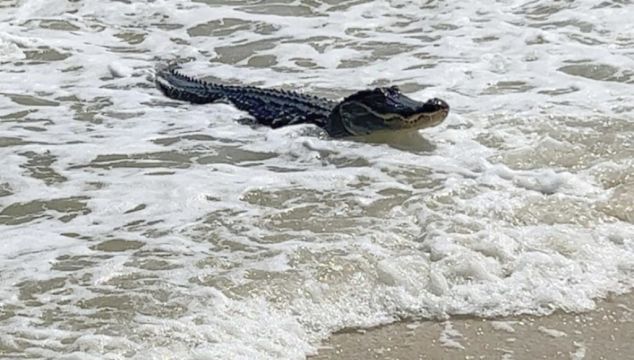 Alligator Spotted At Alabama Beach Amid The Waves