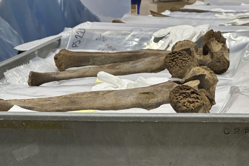Bones From Mastodon Which Died 13,000 Years Ago Put On Display