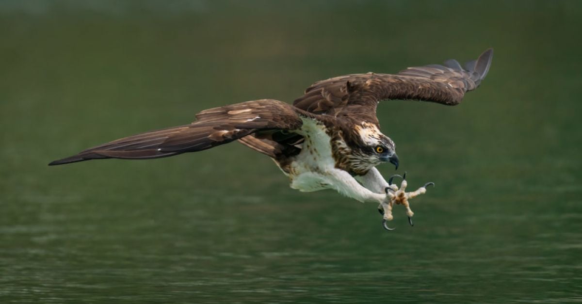 Ospreys to be reintroduced to Ireland this summer