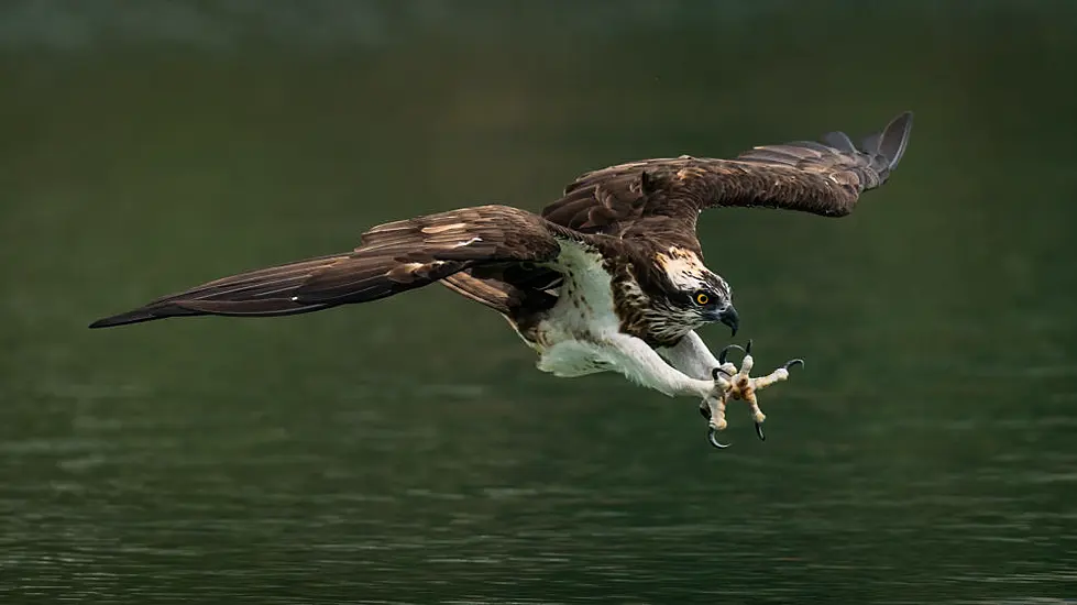 Ospreys To Be Reintroduced To Ireland This Summer