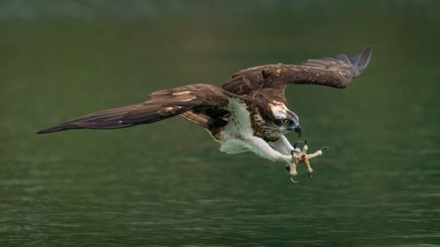 Ospreys To Be Reintroduced To Ireland This Summer
