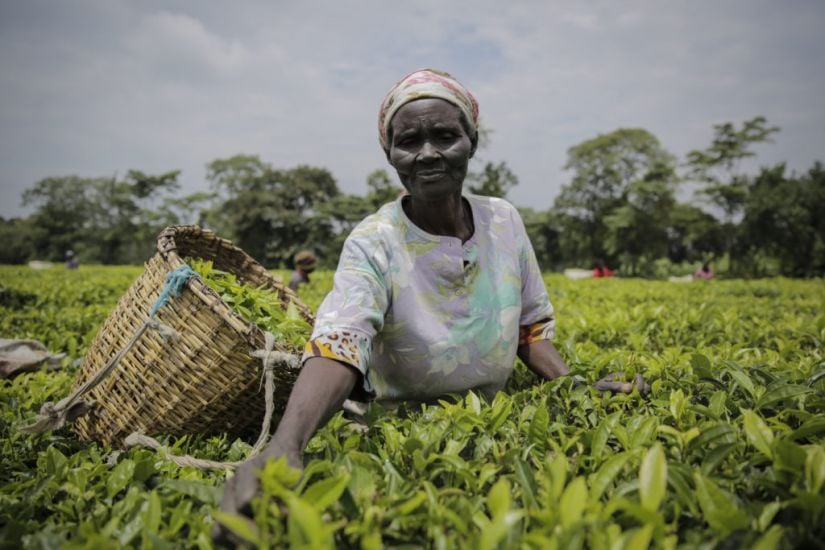 Kenya Tea Company Suspends Operations After Protesters Burn Harvesting Machines