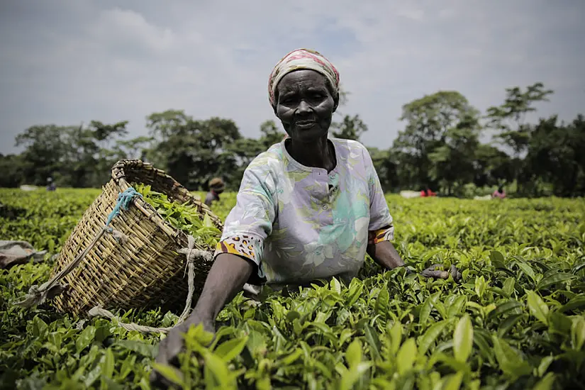 Kenya Tea Company Suspends Operations After Protesters Burn Harvesting Machines