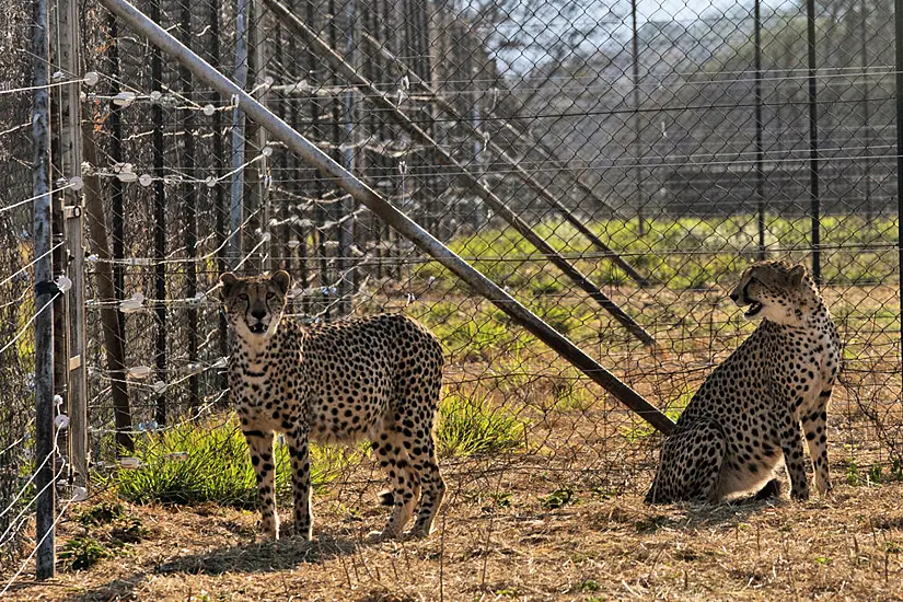 Three Cheetah Cubs Die In India Amid Sweltering Heatwave