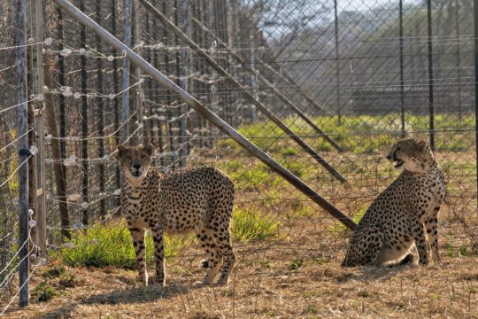 Three Cheetah Cubs Die In India Amid Sweltering Heatwave