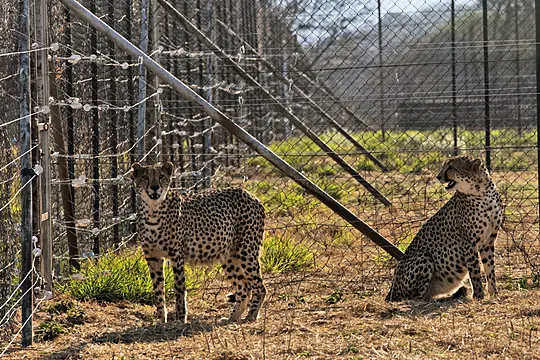 Three Cheetah Cubs Die In India Amid Sweltering Heatwave