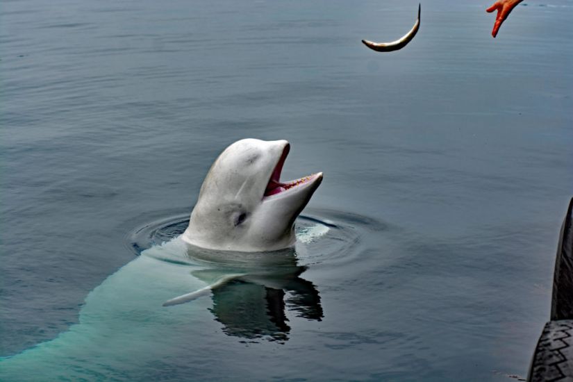 Norway Says Beluga Whale With Apparent Russian-Made Harness Swims To Sweden