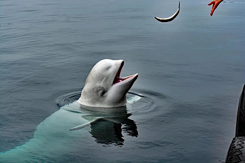 Norway Says Beluga Whale With Apparent Russian-Made Harness Swims To Sweden