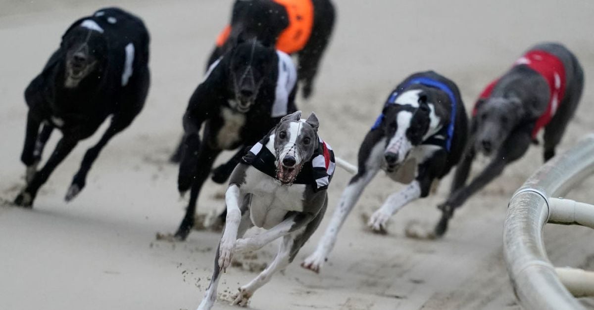 Greyhound Racing Ireland asked Minister for €27,000 pay hike for new boss