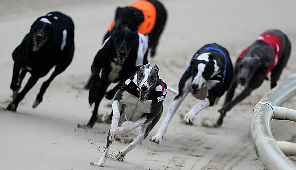 Roscommon Herald — Greyhound Racing Ireland asked Minister for €27,000 pay hike for new boss
