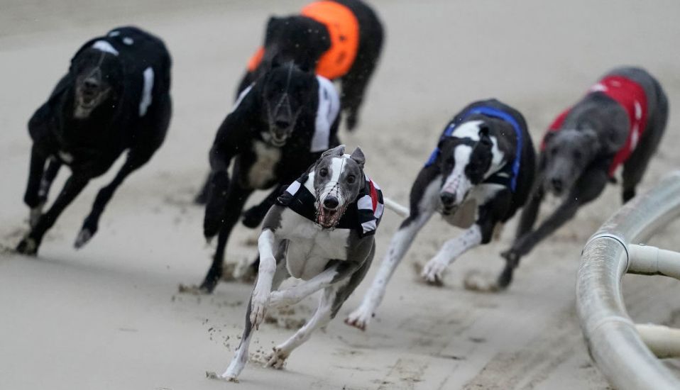 Greyhound Racing Ireland Asked Minister For €27,000 Pay Hike For New Boss