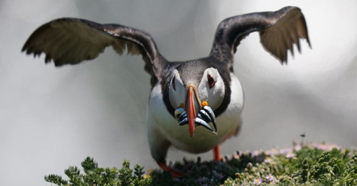 Puffin population may appear to be thriving, but more research needed, experts warn