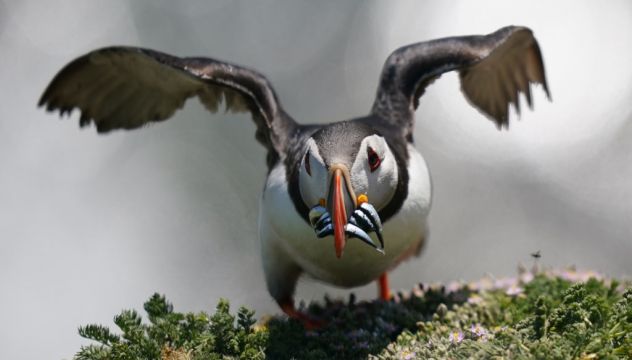 Puffin Population May Appear To Be Thriving, But More Research Needed, Experts Warn