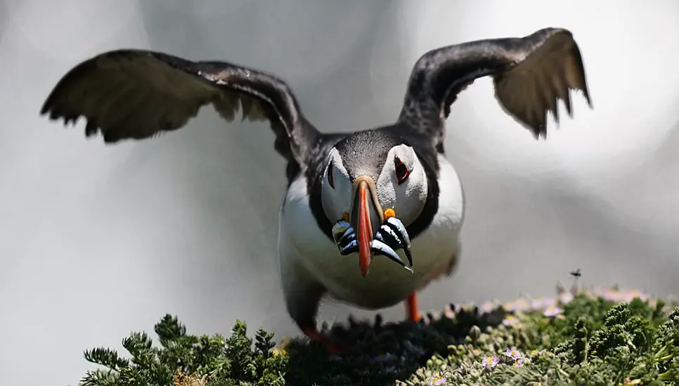 Puffin Population May Appear To Be Thriving, But More Research Needed, Experts Warn