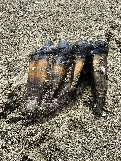 Woman Walking On California Beach Finds Ancient Mastodon Tooth