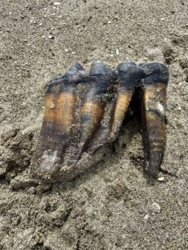 Woman Walking On California Beach Finds Ancient Mastodon Tooth