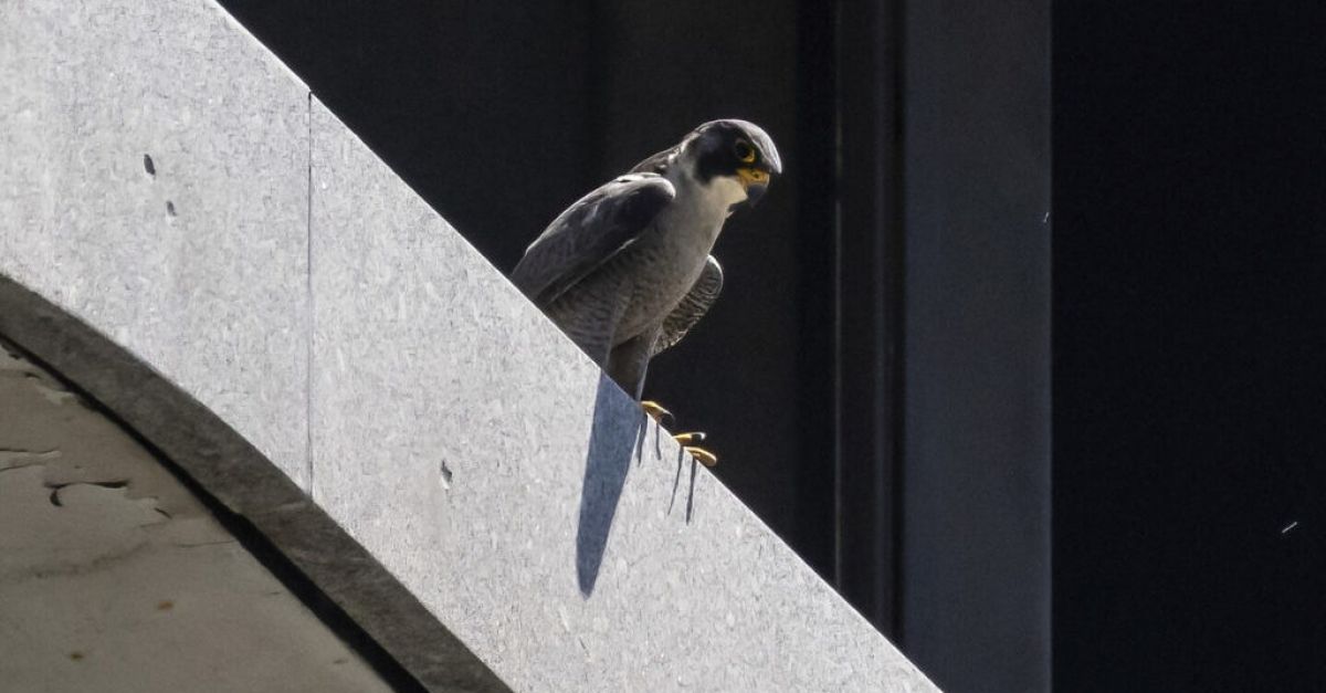 Peregrine falcons dive-bomb Chicago pedestrians to protect chicks