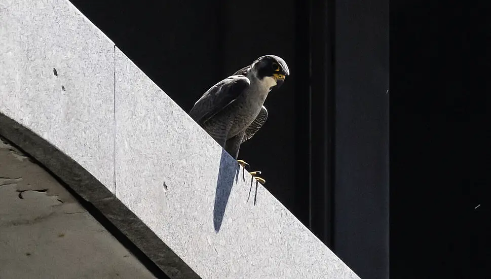 Peregrine Falcons Dive-Bomb Chicago Pedestrians To Protect Chicks