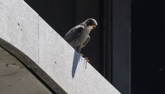 Peregrine Falcons Dive-Bomb Chicago Pedestrians To Protect Chicks