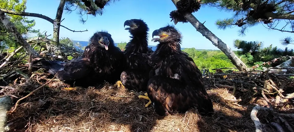 Conservationists Welcome Five New White-Tailed Eagle Chicks In Clare