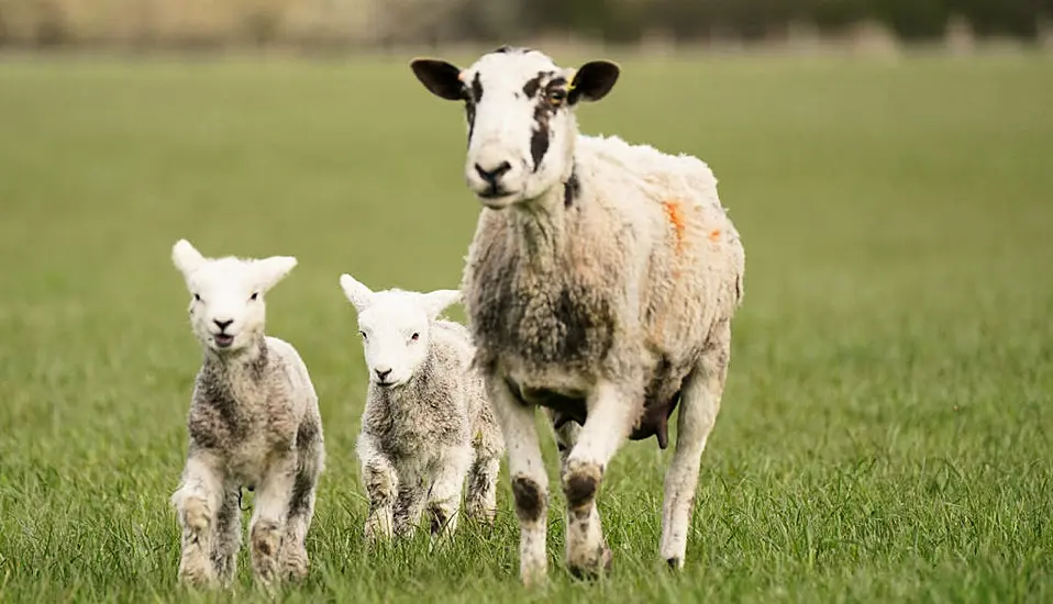 Restoring Nature ‘Crucial’, Says Mcguinness Amid Concerns From Farmers Over Eu Law