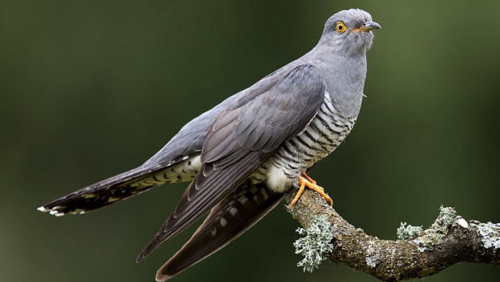 Tracking Project Launched To Solve Mystery Of Where Irish Cuckoos Spend Winters