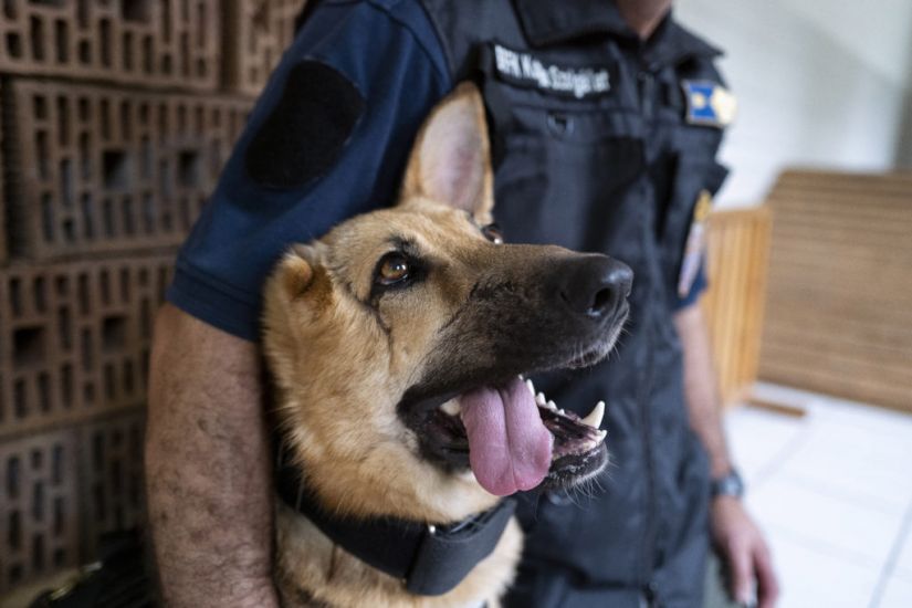 Army Dog Badly Injured In Ukraine Begins New Role With Budapest Police