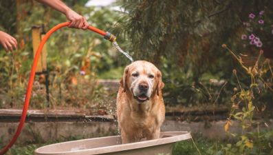 How To Take Care Of Pets In The Heat