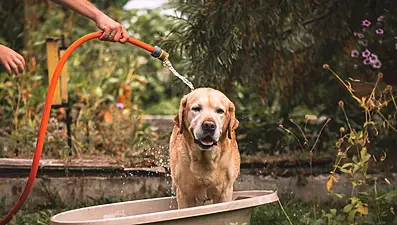 How To Take Care Of Pets In The Heat