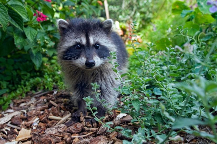 Demolition Crew Saves Abandoned Litter Of Baby Raccoons In Utah