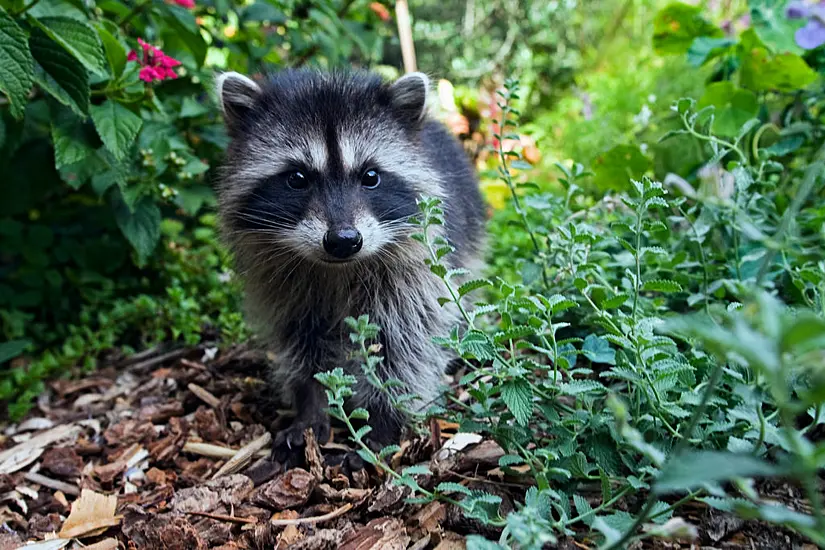 Demolition Crew Saves Abandoned Litter Of Baby Raccoons In Utah