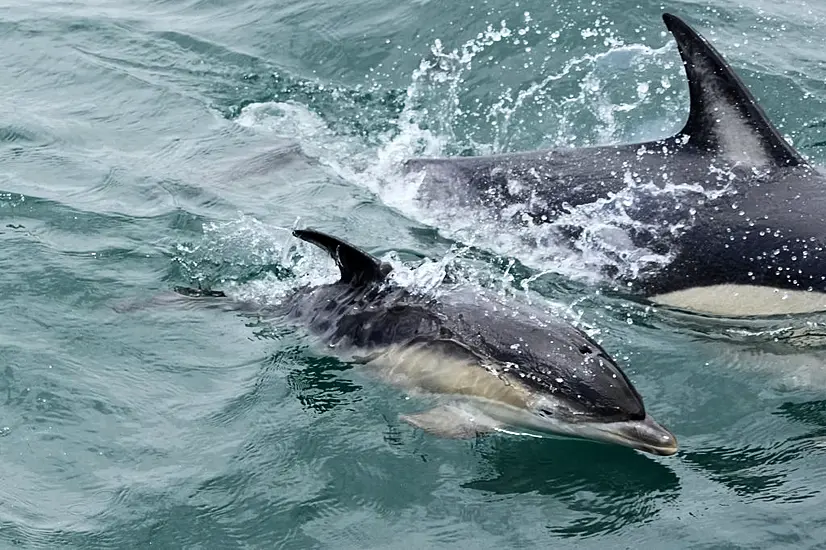 Un Members Adopt First Treaty To Protect Marine Life In The High Seas