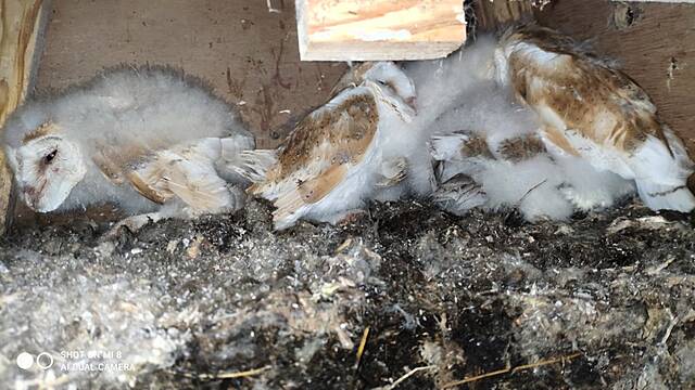 Conservation Work Yields Bumper Broods For Barn Owl Community In Antrim