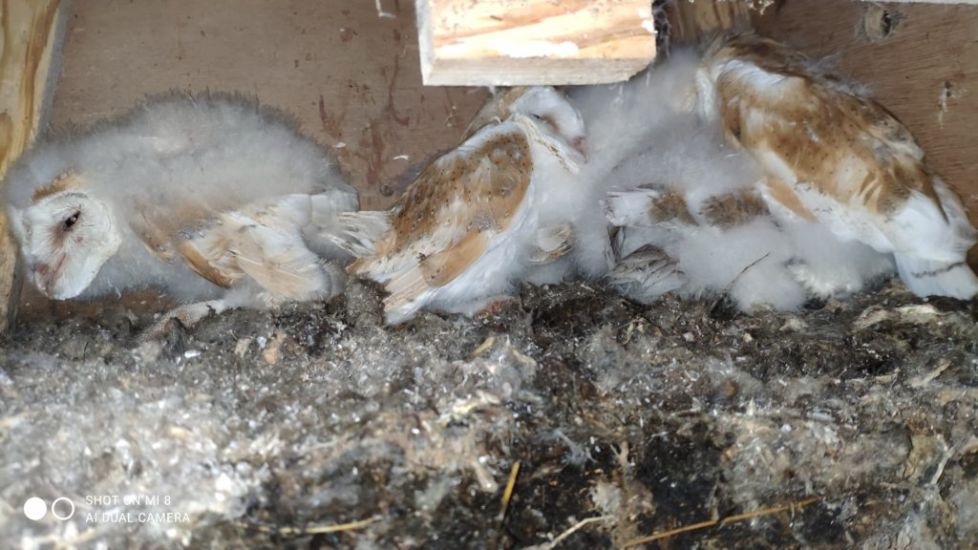 Conservation Work Yields Bumper Broods For Barn Owl Community In Antrim