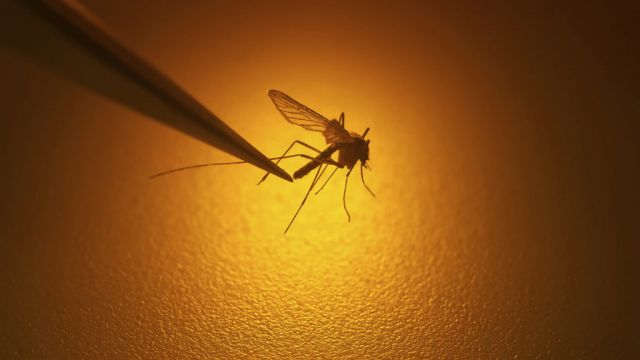 Growing Risk Of Mosquito-Borne Viral Diseases Due To Climate Change – Eu Agency