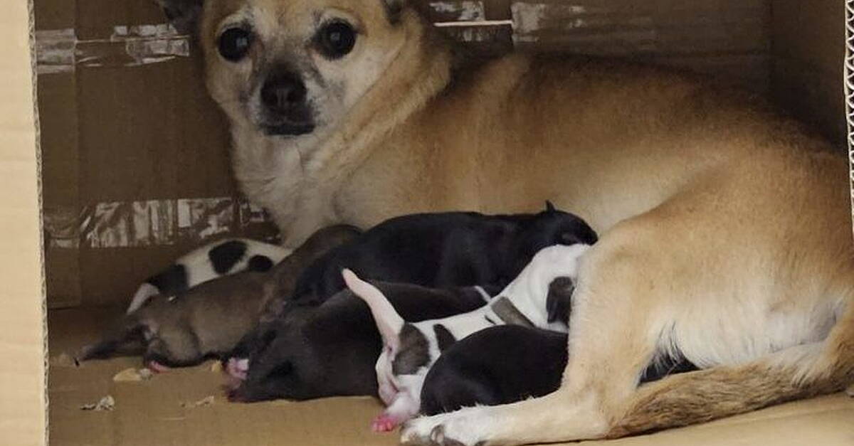 Litter of puppies found abandoned in cardboard box beside bin