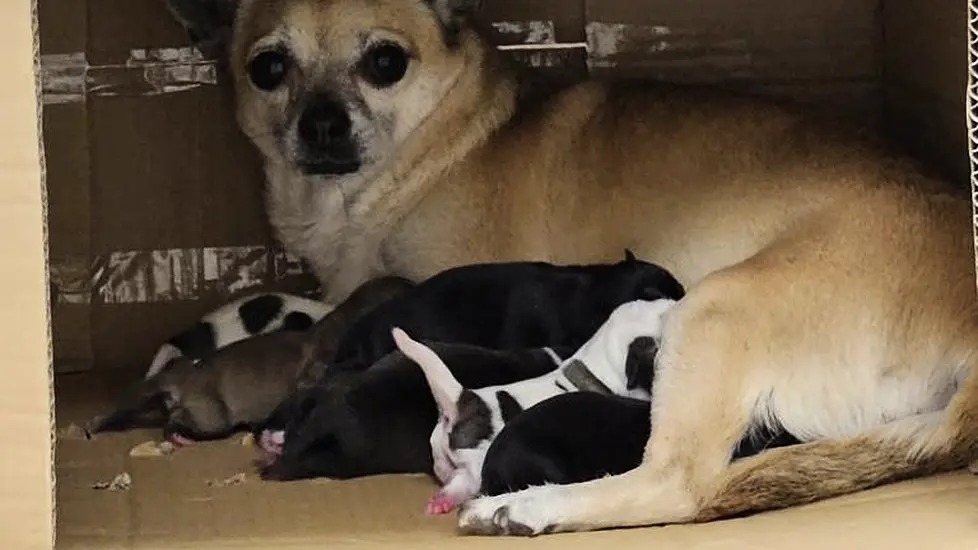 Litter Of Puppies Found Abandoned In Cardboard Box Beside Bin