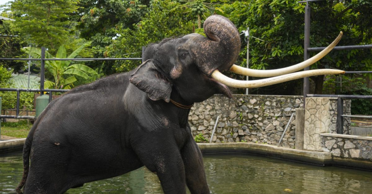 Temple elephant in Sri Lanka to return to Thailand after neglect allegations