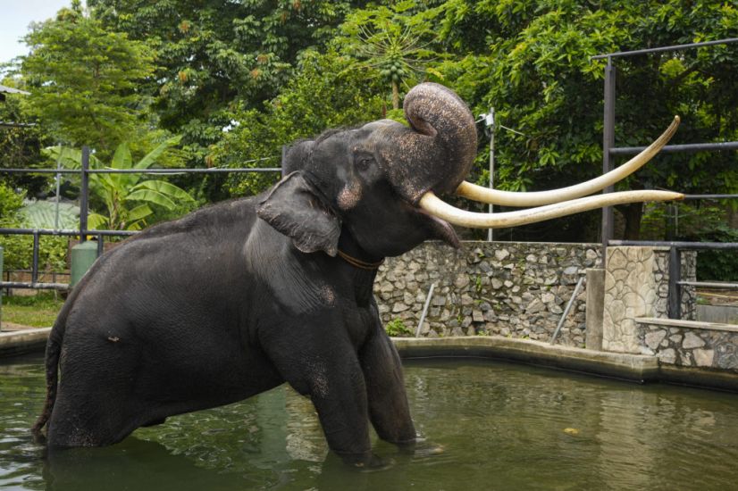 Temple Elephant In Sri Lanka To Return To Thailand After Neglect Allegations