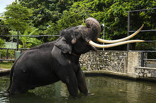 Temple Elephant In Sri Lanka To Return To Thailand After Neglect Allegations