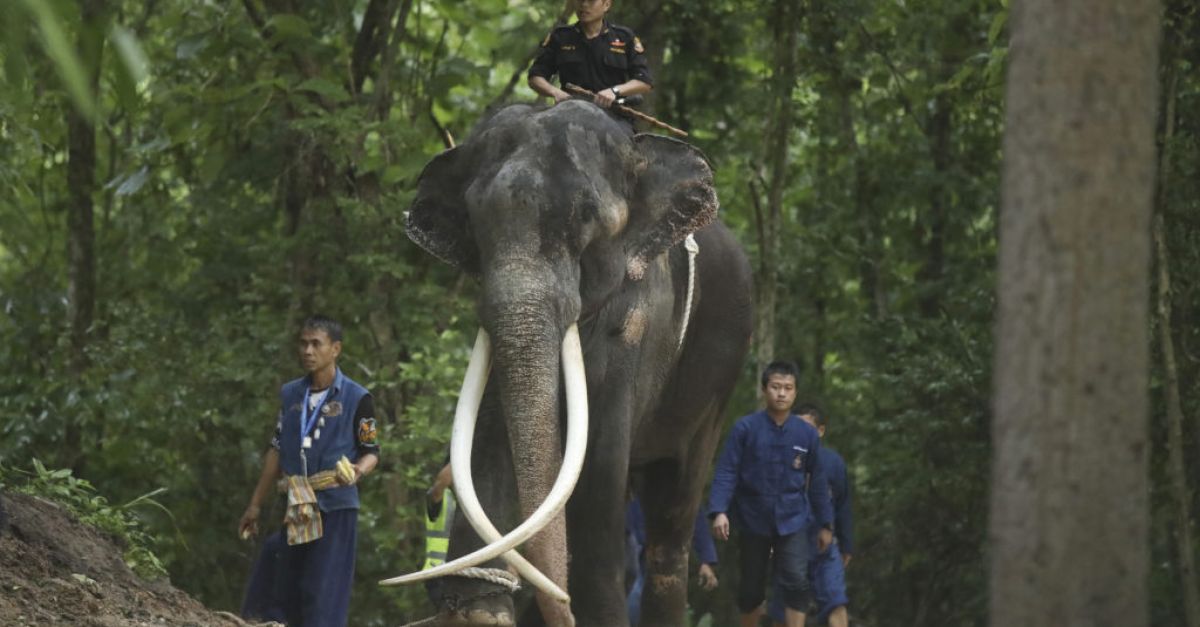 Thai elephant returned home amid claims of abuse at temple in Sri Lanka