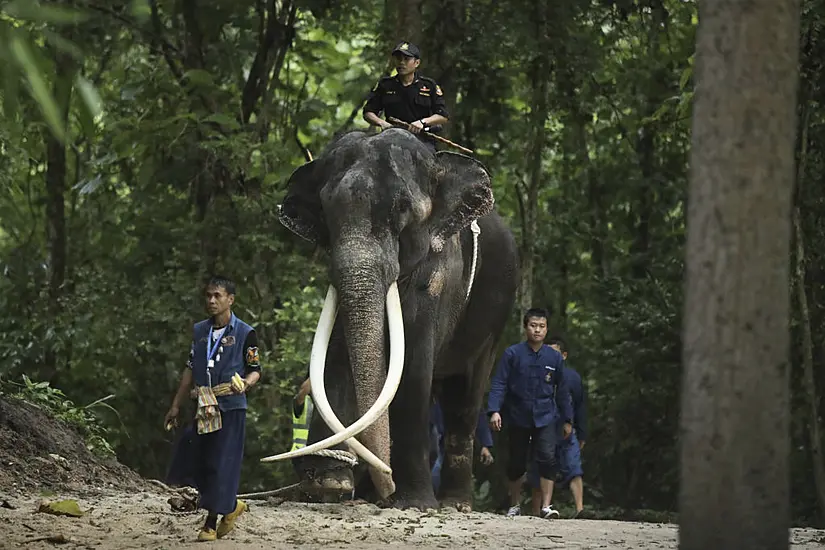 Thai Elephant Returned Home Amid Claims Of Abuse At Temple In Sri Lanka